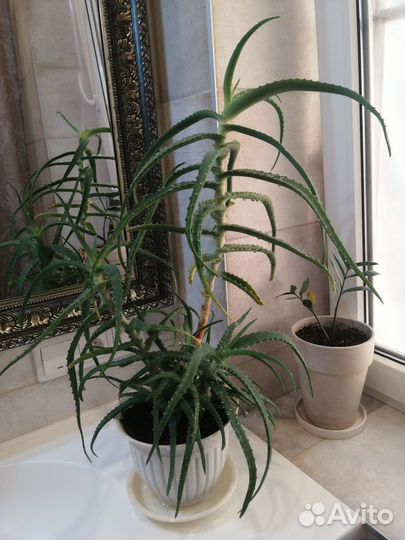 Алоэ древовидное