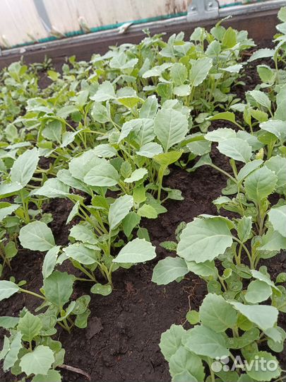 Рассада капусты