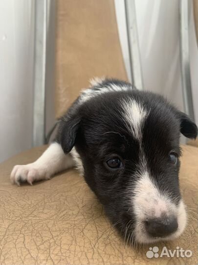 Щеночки в добрые руки