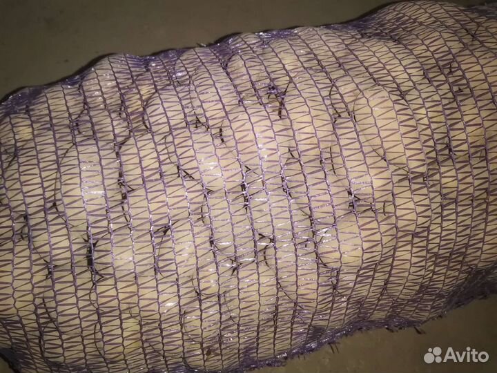 Семенной картофель