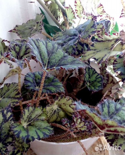 Бегония большая