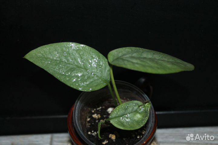 Эпипремнум из домашней коллекции