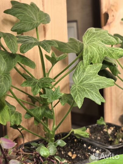 Пеларгония звездчатая