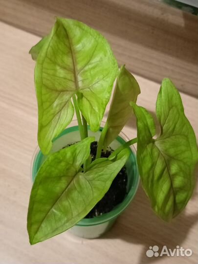 Сингониумы сортовые с хорошей генетикой