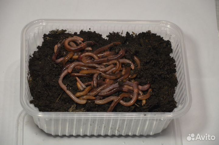 Живая наживка (червь,опарыш,мотыль,мормыш)