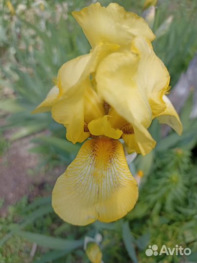 Многолетники для сада цветы