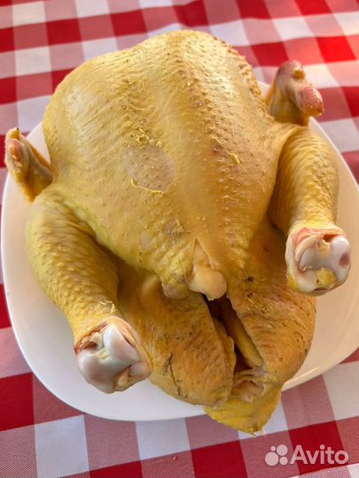 Бройлер домашний