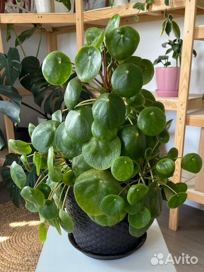 Пилея пеперомиевидная