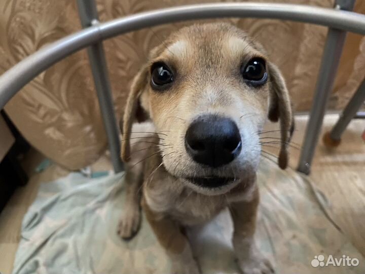 Щенок в добрые руки