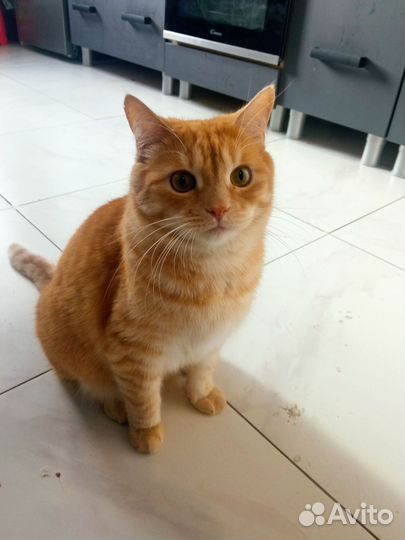 Кот Персик