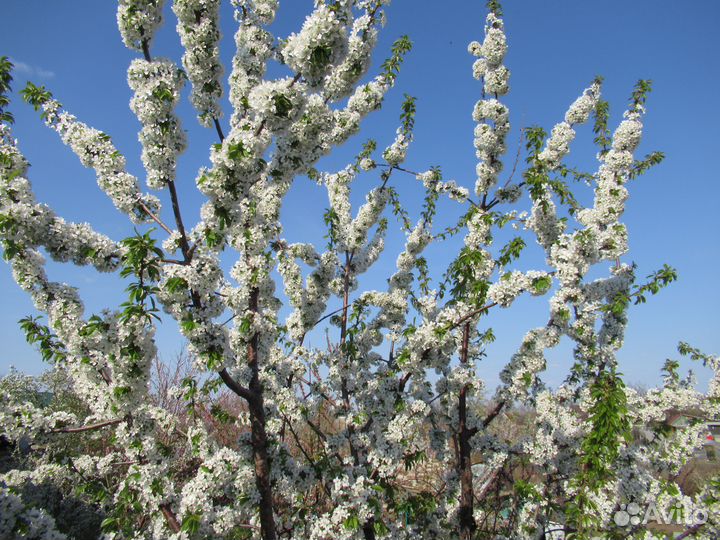 Красота цветка в одном цветке