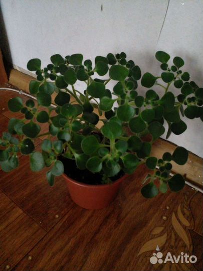 Комнатные цветКордилина драцена Аихризон Рео Алоэ