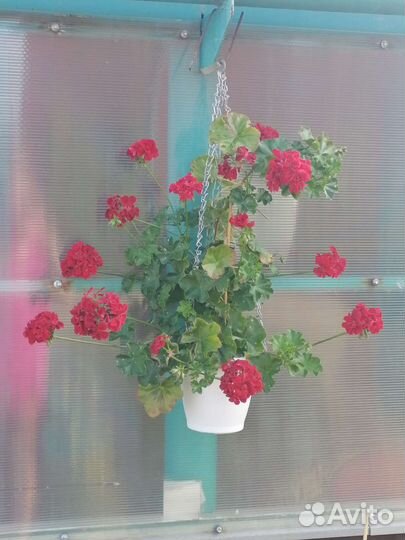 Пеларгония герань