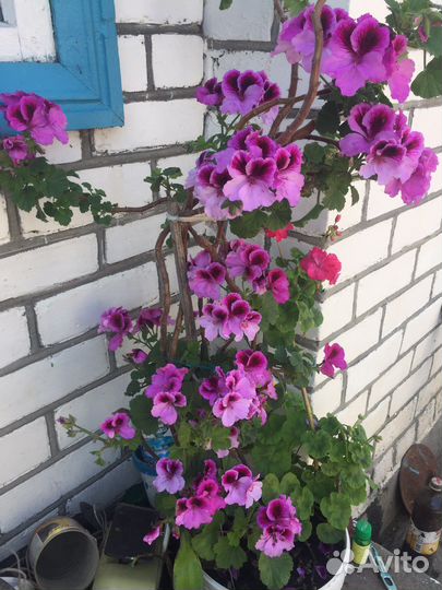 Королевская пеларгония