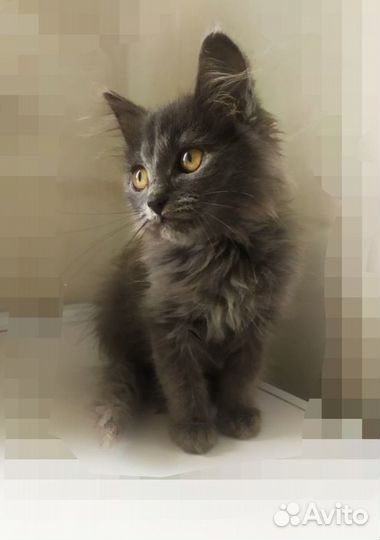 Чудесный котёнок