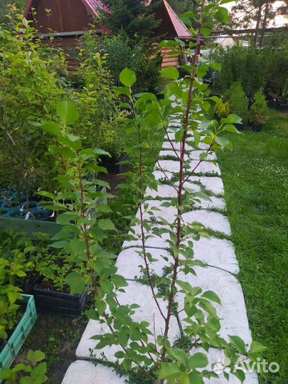 Абрикос саженцы