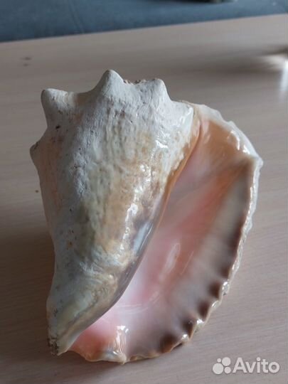 Морские ракушки раковины