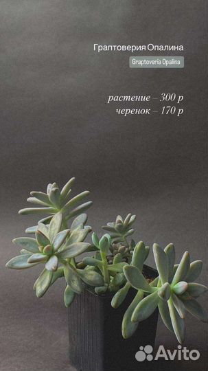 Суккуленты часть 2