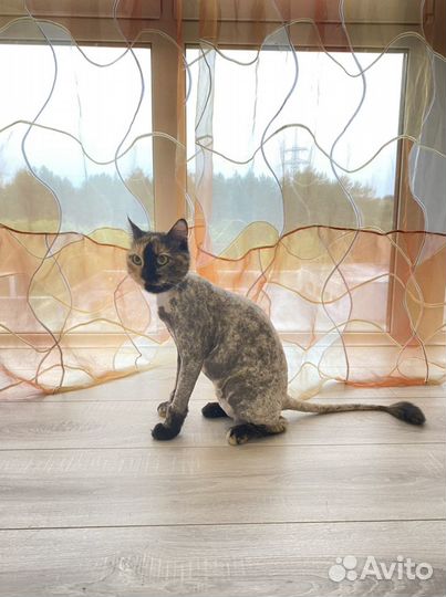 Стрижка кошек и собак