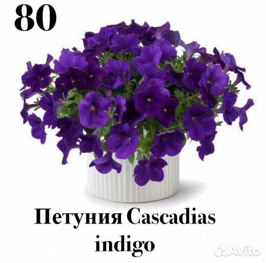 Вегетативные цветы в ассортименте