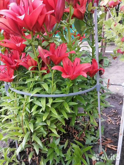 Саженцы лилии