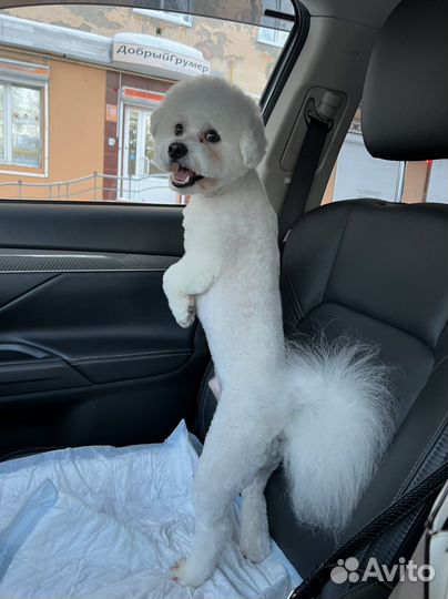 Вязка Бишон фризе