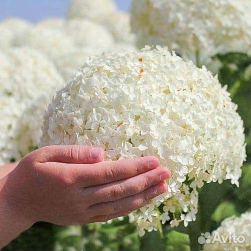 Гортензия древовидная Анабель