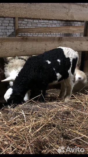 Бараны, овцы и ярки дорпер+Романовка, баранина