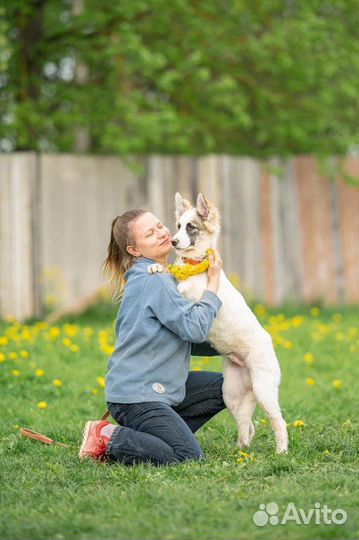 В дар щенок