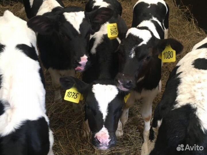 Продаём телят помесь с Абердином