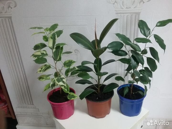 Фикус бенжамино