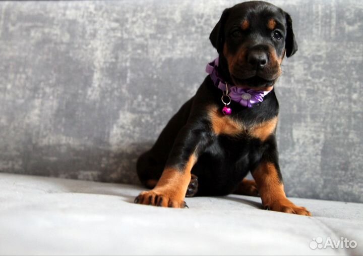 Щенки добермана