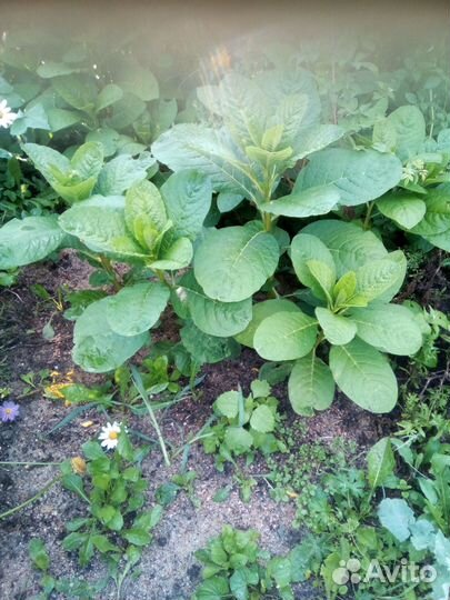 Лаконос-многолетний цветы