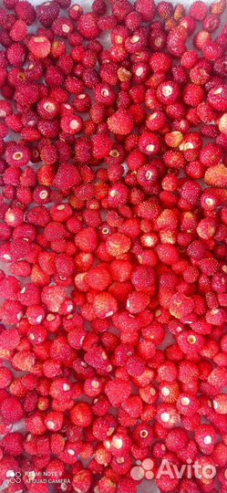 Земляника ремонтантная Рюген саженцы