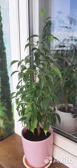 Цветы Фикус Бенджамина и Наташа