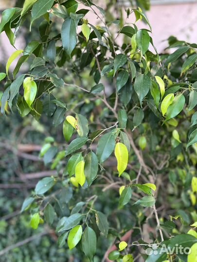 Фикус бенджамина большой