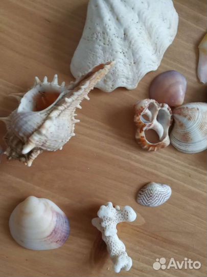 Морские ракушки раковины