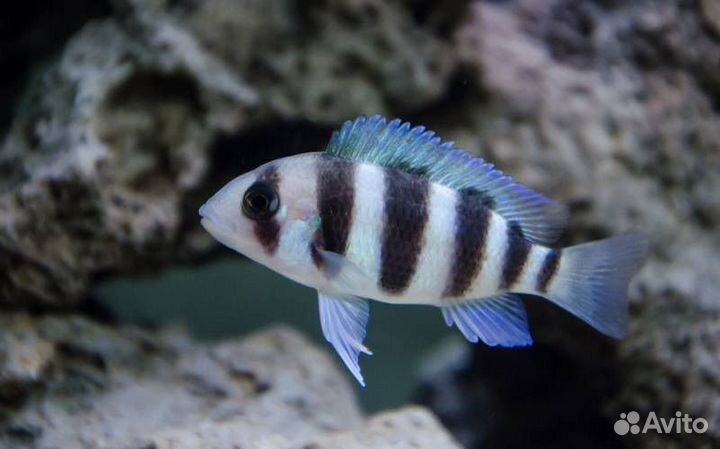 Фронтоза трофеусы