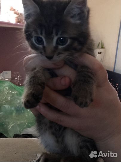 Кошка вацо