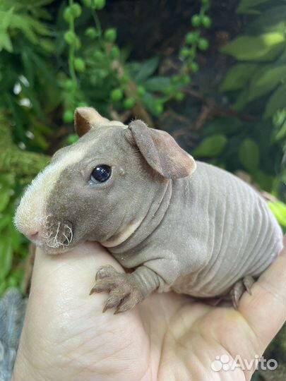 Морская свинка скинни