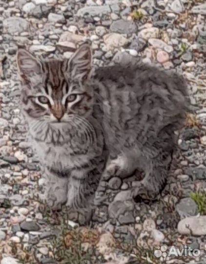 Бездомный котенок ищет дом