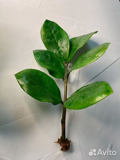 Замиокулькас