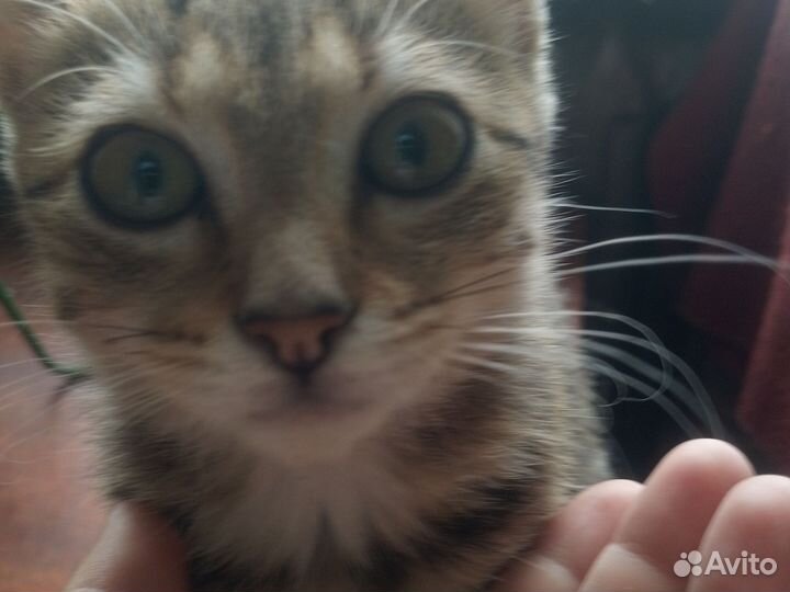 Продам котят