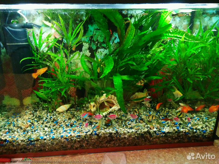 Гуппи, анциструсы