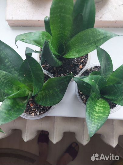 Комнатные цветы