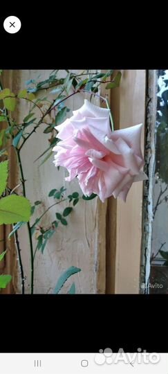 Роза комнатная бенгальская