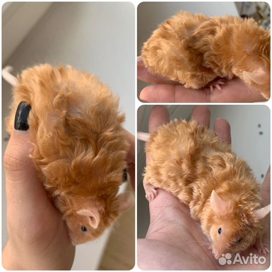 Мыши декоративные кудрявые тексель