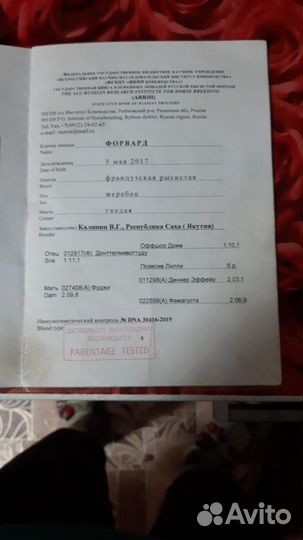 Жеребец французкий рысак