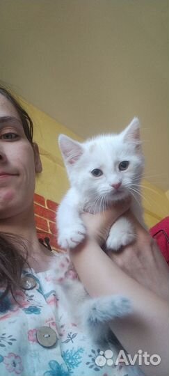 Белые котята 1,5 месяца