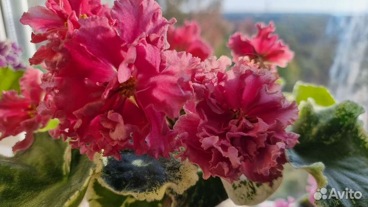 Детки фиалки Шикарный мак